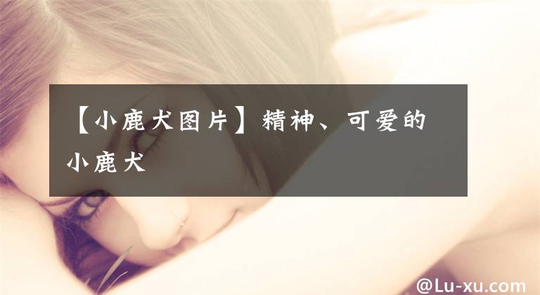 【小鹿犬图片】精神、可爱的小鹿犬