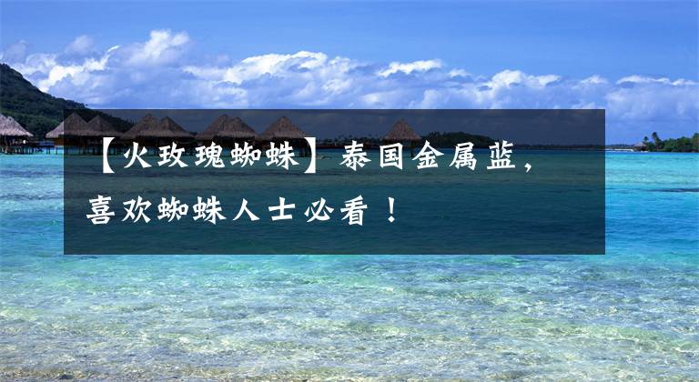 【火玫瑰蜘蛛】泰国金属蓝，喜欢蜘蛛人士必看！