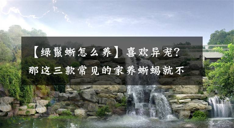 【绿鬣蜥怎么养】喜欢异宠？那这三款常见的家养蜥蜴就不要错过了！可爱还好养！