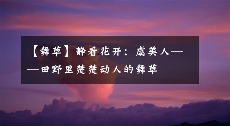 【舞草】静看花开：虞美人——田野里楚楚动人的舞草