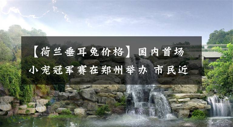 【荷兰垂耳兔价格】国内首场小宠冠军赛在郑州举办 市民近距离接触另类萌宠