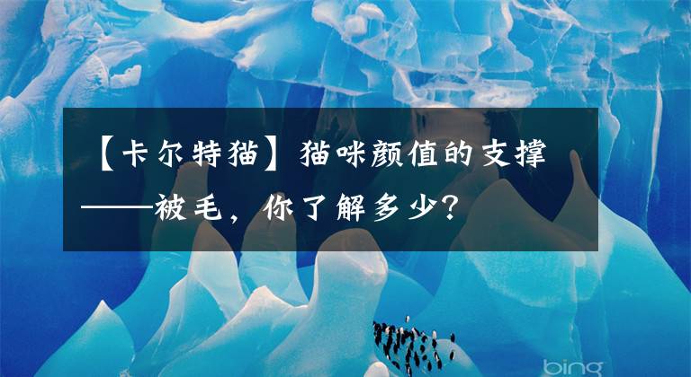【卡尔特猫】猫咪颜值的支撑——被毛，你了解多少？