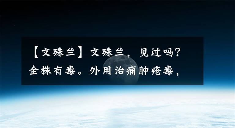 【文殊兰】文殊兰，见过吗？全株有毒。外用治痈肿疮毒，跌打骨折，关节痛