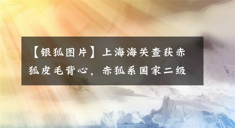 【银狐图片】上海海关查获赤狐皮毛背心，赤狐系国家二级重点保护动物