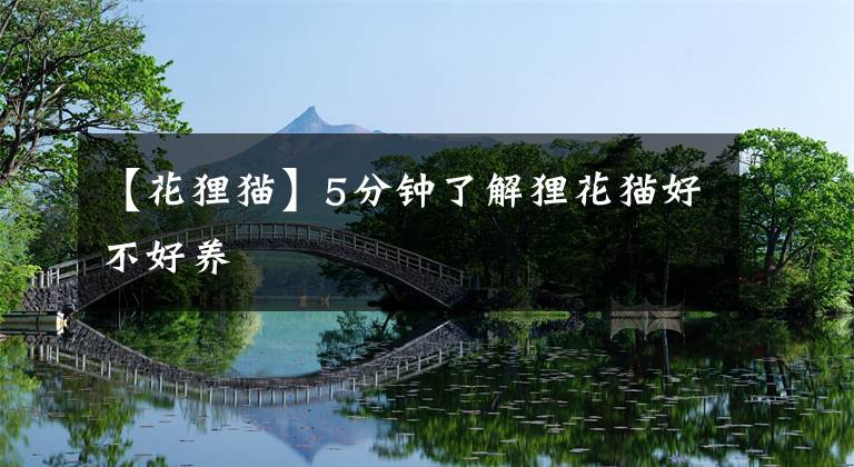 【花狸猫】5分钟了解狸花猫好不好养