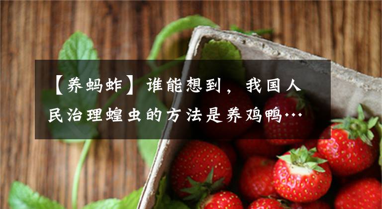 【养蚂蚱】谁能想到，我国人民治理蝗虫的方法是养鸡鸭…