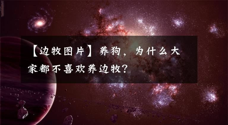 【边牧图片】养狗，为什么大家都不喜欢养边牧？