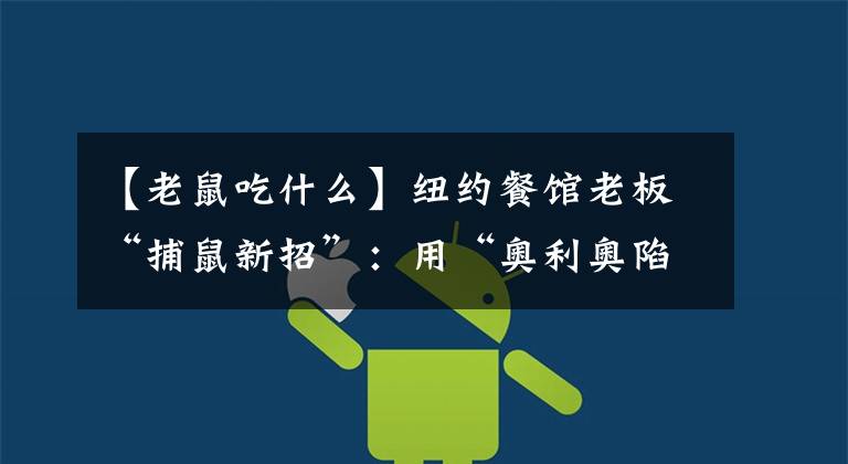 【老鼠吃什么】纽约餐馆老板“捕鼠新招”：用“奥利奥陷阱”诱捕老鼠