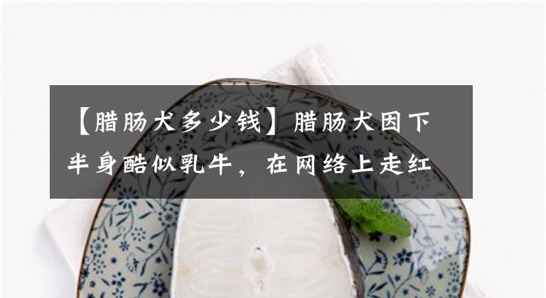 【腊肠犬多少钱】腊肠犬因下半身酷似乳牛，在网络上走红，笑哭网友：墨水用完了？
