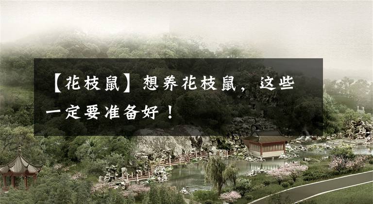 【花枝鼠】想养花枝鼠，这些一定要准备好！