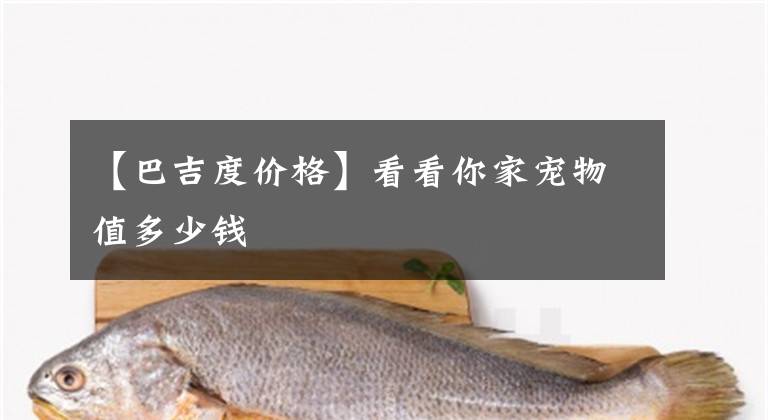 【巴吉度价格】看看你家宠物值多少钱