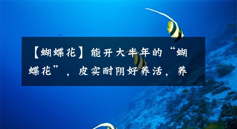 【蝴蝶花】能开大半年的“蝴蝶花”，皮实耐阴好养活，养在家里喜庆热闹