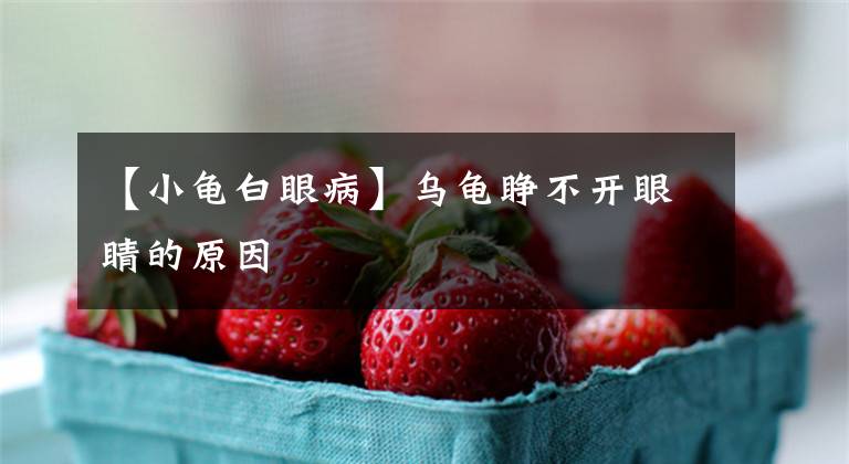 【小龟白眼病】乌龟睁不开眼睛的原因