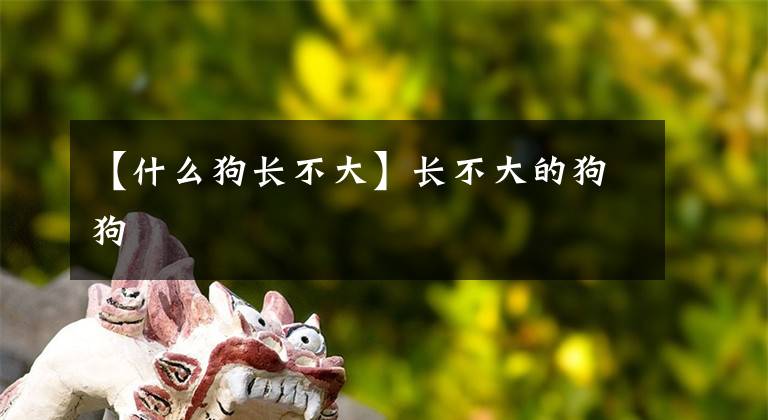 【什么狗长不大】长不大的狗狗