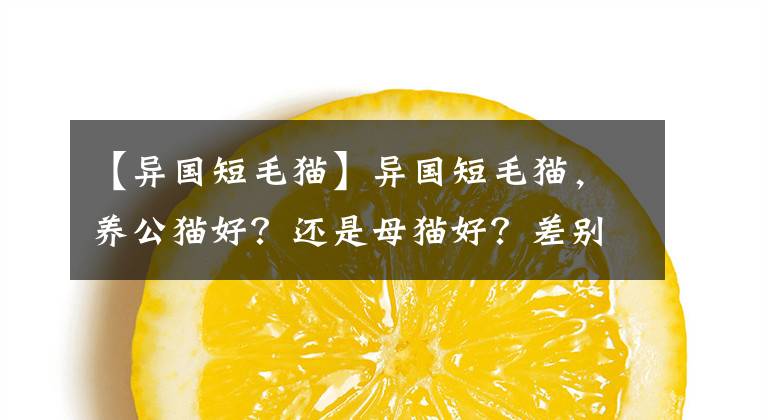 【异国短毛猫】异国短毛猫，养公猫好？还是母猫好？差别真的很大