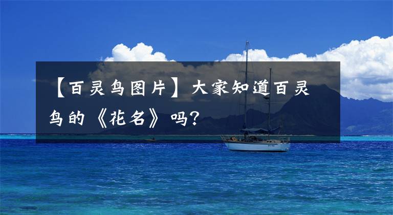 【百灵鸟图片】大家知道百灵鸟的《花名》吗？