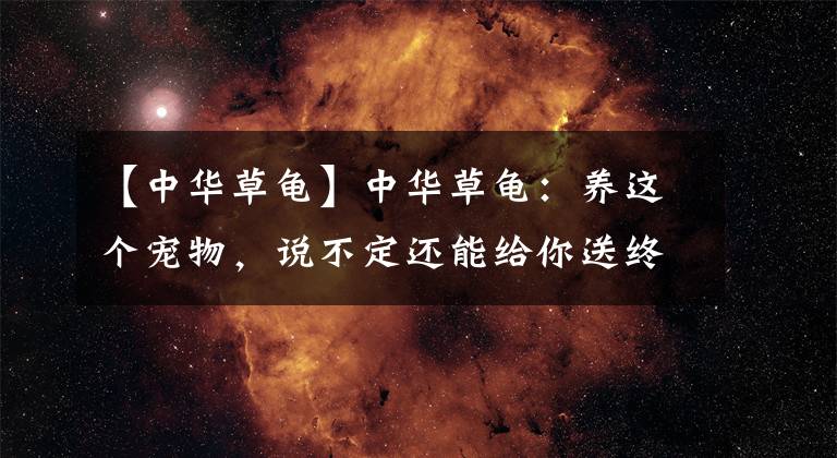 【中华草龟】中华草龟：养这个宠物，说不定还能给你送终