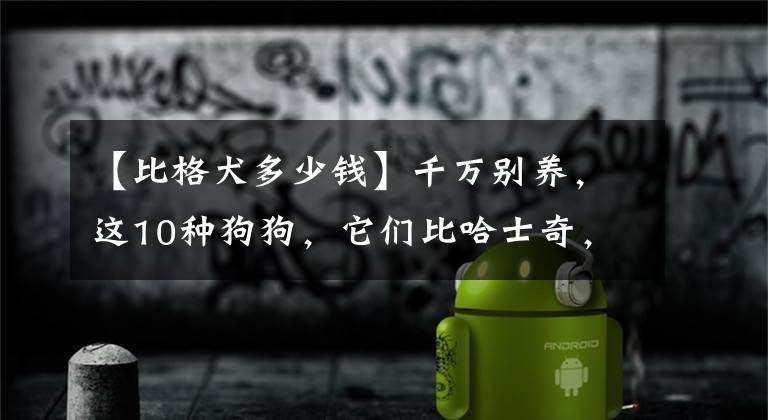 【比格犬多少钱】千万别养，这10种狗狗，它们比哈士奇，智商更低