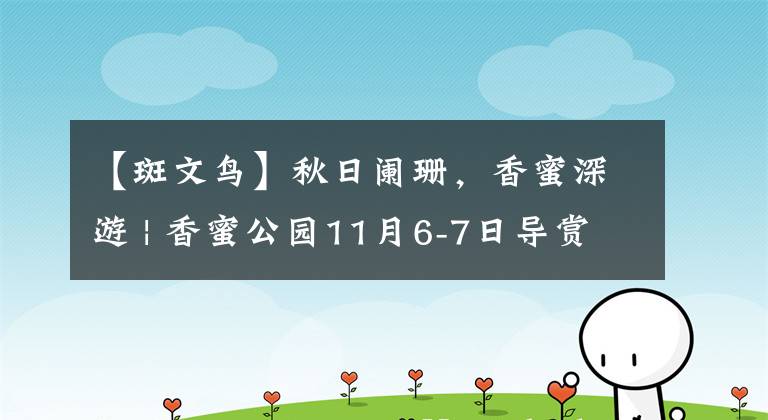 【斑文鸟】秋日阑珊，香蜜深游 | 香蜜公园11月6-7日导赏活动预约