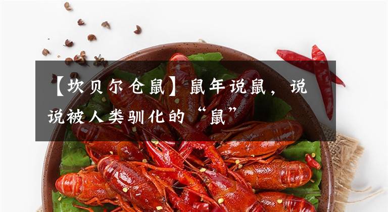 【坎贝尔仓鼠】鼠年说鼠，说说被人类驯化的“鼠”