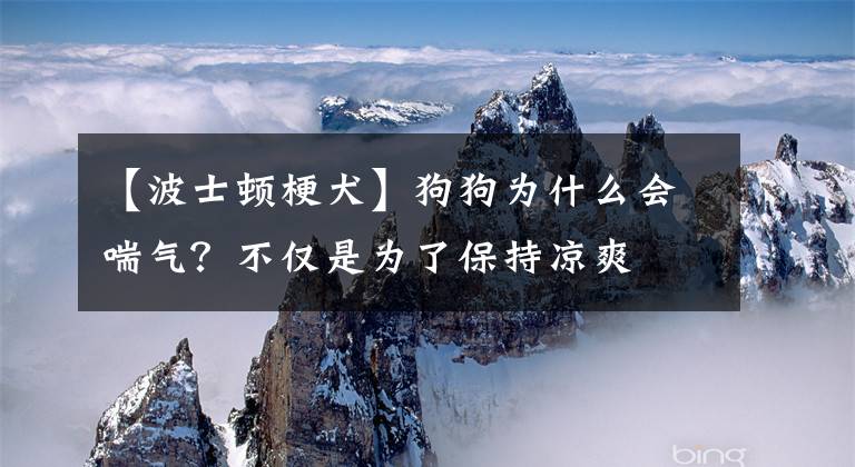 【波士顿梗犬】狗狗为什么会喘气？不仅是为了保持凉爽