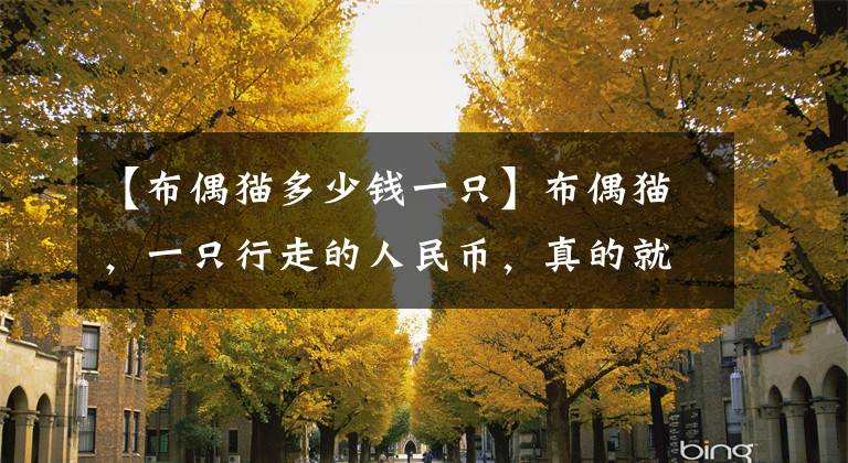【布偶猫多少钱一只】布偶猫，一只行走的人民币，真的就那么贵吗？该怎么养