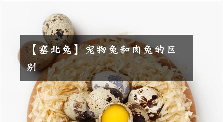 【塞北兔】宠物兔和肉兔的区别