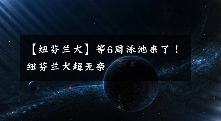 【纽芬兰犬】等6周泳池来了！纽芬兰犬超无奈