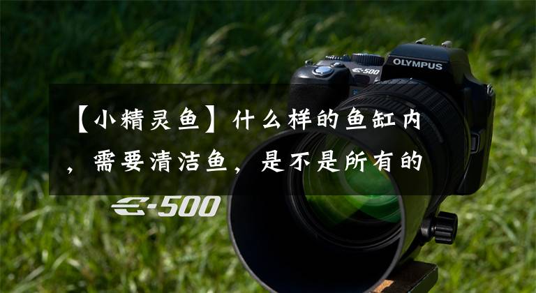 【小精灵鱼】什么样的鱼缸内，需要清洁鱼，是不是所有的鱼缸都要有呢？