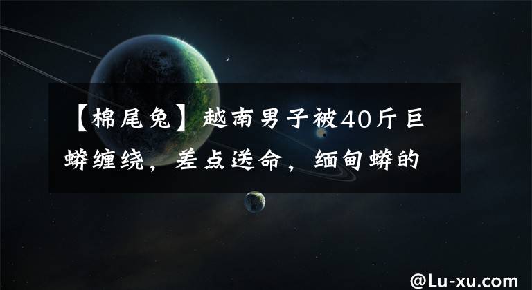 【棉尾兔】越南男子被40斤巨蟒缠绕，差点送命，缅甸蟒的攻击力到底有多强？