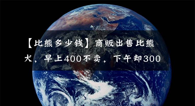 【比熊多少钱】商贩出售比熊犬，早上400不卖，下午却300出售？