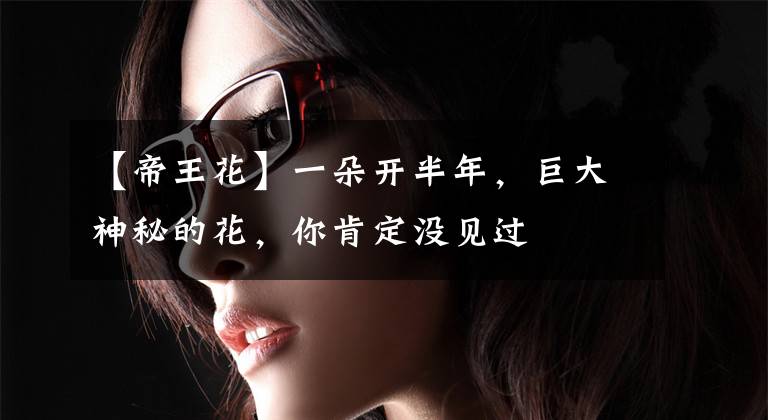 【帝王花】一朵开半年，巨大神秘的花，你肯定没见过