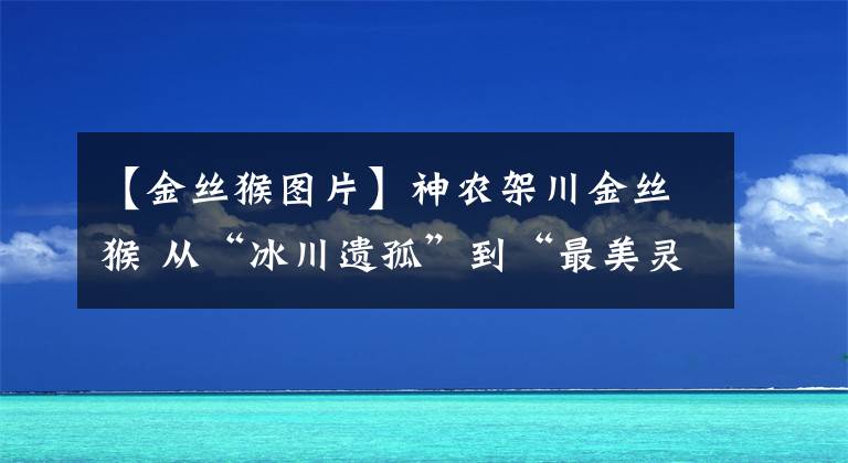 【金丝猴图片】神农架川金丝猴 从“冰川遗孤”到“最美灵长部落”