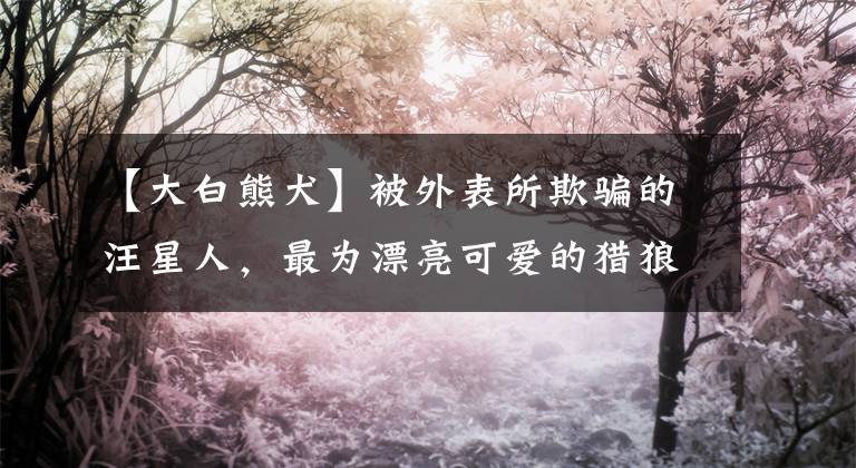 【大白熊犬】被外表所欺骗的汪星人，最为漂亮可爱的猎狼犬大白熊犬