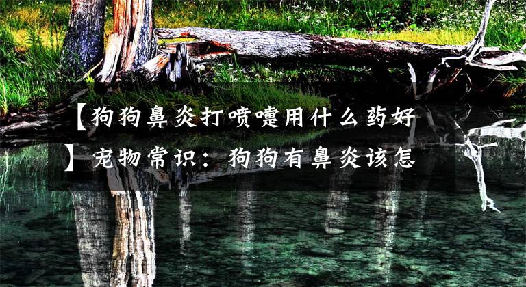 【狗狗鼻炎打喷嚏用什么药好】宠物常识：狗狗有鼻炎该怎么治