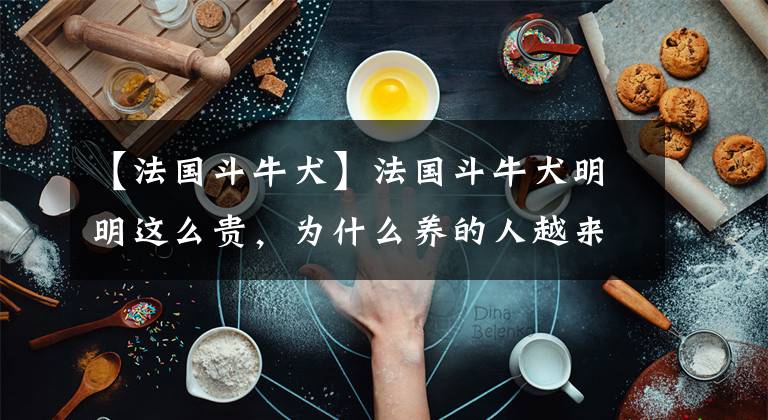【法国斗牛犬】法国斗牛犬明明这么贵，为什么养的人越来越多？