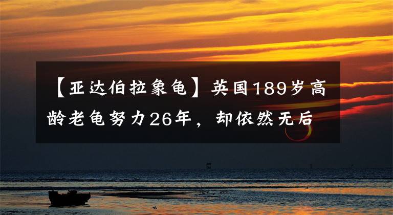 【亚达伯拉象龟】英国189岁高龄老龟努力26年，却依然无后代，兽医：伴侣也是公的