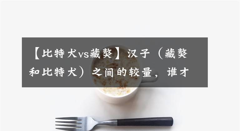 【比特犬vs藏獒】汉子（藏獒和比特犬）之间的较量，谁才是真正的英雄？