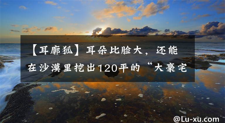 【耳廓狐】耳朵比脸大，还能在沙漠里挖出120平的“大豪宅”，耳廓狐做到了
