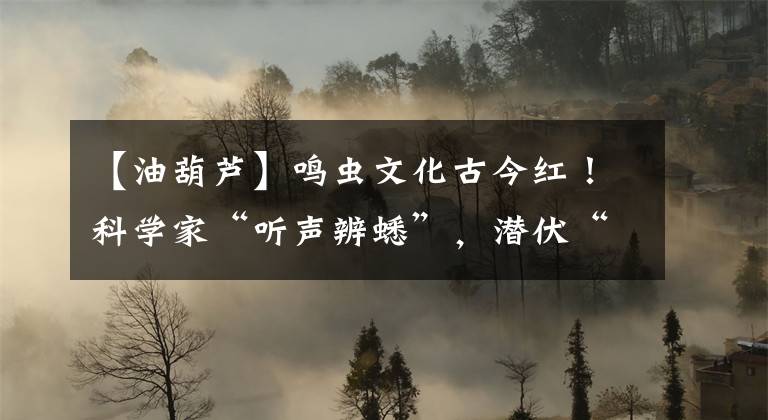 【油葫芦】鸣虫文化古今红！科学家“听声辨蟋”，潜伏“国虫”世界，跨界拍出获奖微电影
