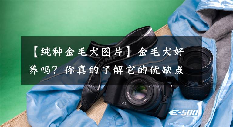 【纯种金毛犬图片】金毛犬好养吗？你真的了解它的优缺点吗？