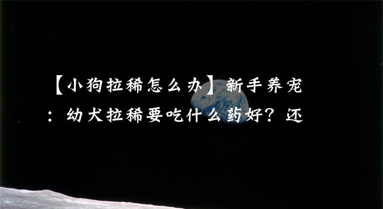 【小狗拉稀怎么办】新手养宠：幼犬拉稀要吃什么药好？还需要采取什么措施解决？