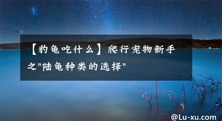 【豹龟吃什么】爬行宠物新手之"陆龟种类的选择"