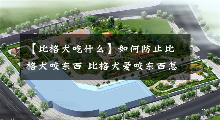 【比格犬吃什么】如何防止比格犬咬东西 比格犬爱咬东西怎么办