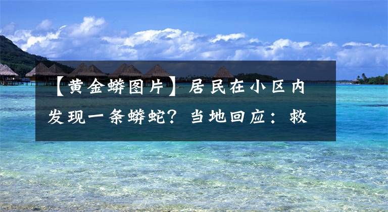 【黄金蟒图片】居民在小区内发现一条蟒蛇？当地回应：救助的，已死亡