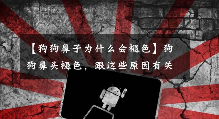 【狗狗鼻子为什么会褪色】狗狗鼻头褪色，跟这些原因有关，可以提前预防