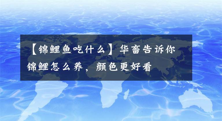 【锦鲤鱼吃什么】华畜告诉你锦鲤怎么养，颜色更好看