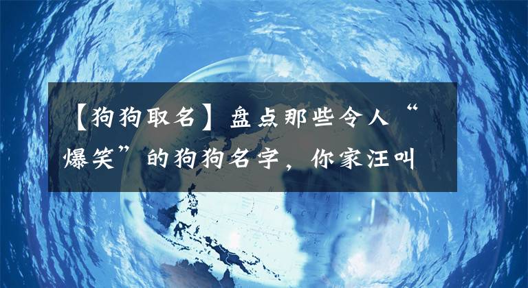 【狗狗取名】盘点那些令人“爆笑”的狗狗名字，你家汪叫什么？