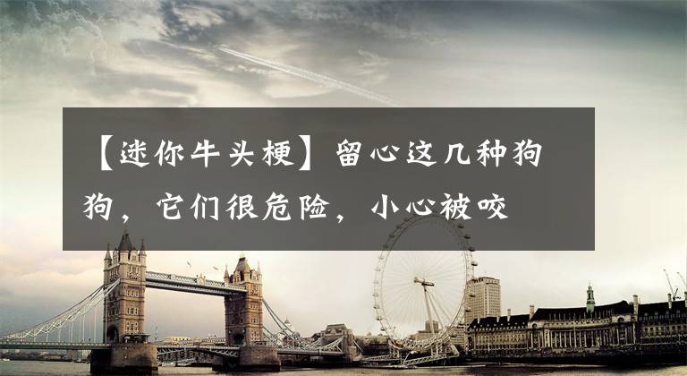 【迷你牛头梗】留心这几种狗狗，它们很危险，小心被咬