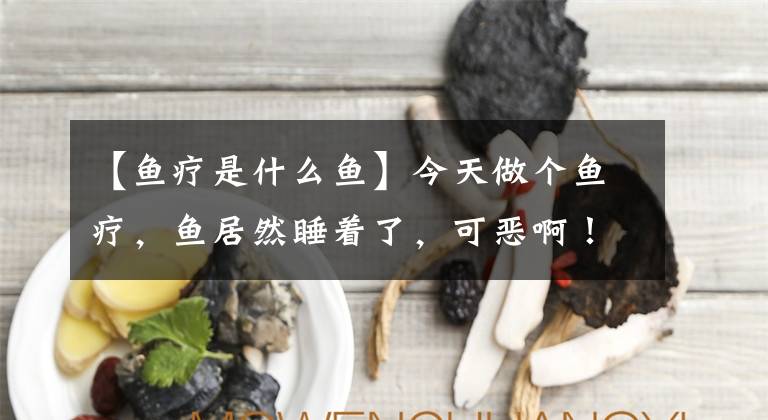 【鱼疗是什么鱼】今天做个鱼疗，鱼居然睡着了，可恶啊！
